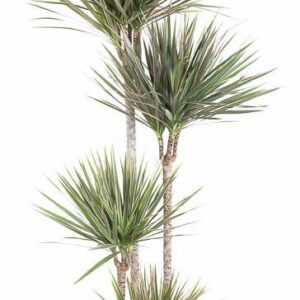 Dracaena Bicolor Dracaena Bicolor 120-90-60-30
(16 Plants/Order)(27cmP 180cmH)