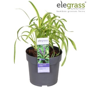 Liriope muscari Liriope muscari 'Variegata' P14
(6 Plants/Order)(14cmP 40cmH)