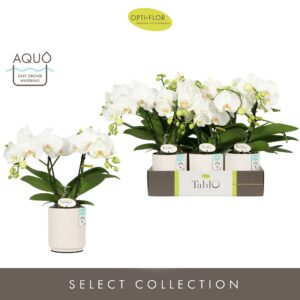 Phalaenopsis white more Ripsen Tablo Champagne 2 spike in Molise White Aquo
(6 Plants/Order)(12cmP 40cmH)