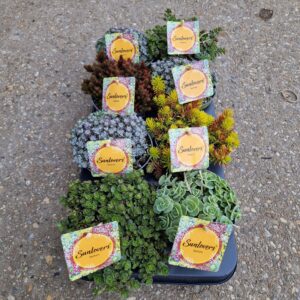 Sedum mix Sedum mix
(10 Plants/Order)(13cmP 25cmH)