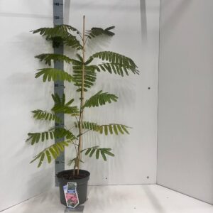Albizia julibrissin Albizia julibrissin Ombrella® ('Boubri'PBR)
(1 Plants/Order)(23cmP 60cmH)