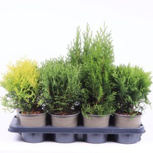 Thuja other dark yellow Thuja mixed bak
(8 Plants/Order)(13cmP 30cmH)