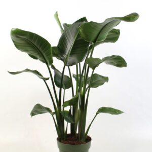 Strelitzia nicolai Strelitzia nicolai 3 stek pp
(1 Plants/Order)(21cmP 95cmH)