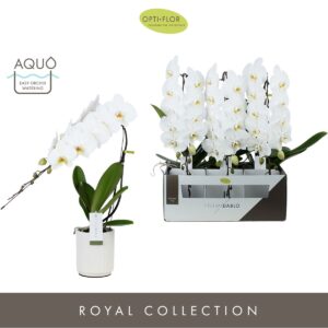 Phalaenopsis white more Ripsen Formidablo Niagara Falls in Molise White Aquo
(3 Plants/Order)(12cmP 60cmH)