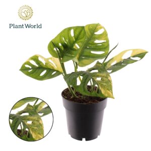 Monstera adansonii Aurea Monstera Variegated Aurea P14
(4 Plants/Order)(14cmP 30cmH)