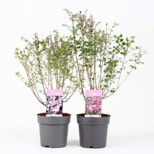 Syringa mix P21/C4.6
(1 Plants/Order)(21cmP 60cmH)
