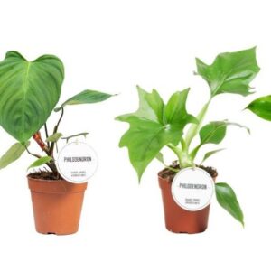 Philodendron Philodendron Green mix
(10 Plants/Order)(12cmP 30cmH)