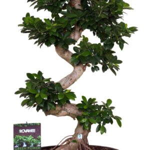 Ficus Ginseng Ficus micr. S-type in keram. ovale schaal met schotel black
(1 Plants/Order)(50cmP 110cmH)