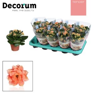 Kalanchoe blossfeldiana Serenity Sa Kalanchoe Decorum TENDER - Serenity Salmon
(8 Plants/Order)(10.5cmP 23cmH)
