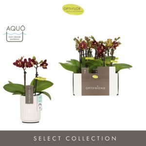 Phalaenopsis Multiflora Optifriend Esmee 2 spike in Molise White Aquo
(6 Plants/Order)(7cmP 25cmH)