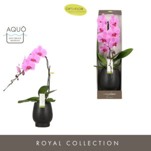 Phalaenopsis other pink (enkele ta Formidablo Havasu Falls in Abruzzo Black Aquo Showdoos
(1 Plants/Order)(12cmP 70cmH)