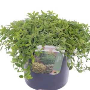 Thymus citriodorus Aureus Thymus citr. Aureus
(8 Plants/Order)(13cmP 15cmH)