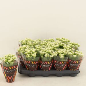 Kalanchoe Calandiva White Kalanchoe Double White
(16 Plants/Order)(8cmP 15cmH)