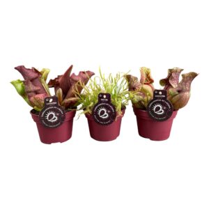 Vleesetende plants Vleesetende plants mix | 3 Sarracenia , 3 Drosera Capensis
(6 Plants/Order)(12cmP 20cmH)