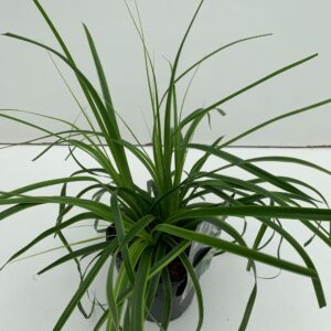 Carex oshimensis Carex 'Everlime'
(6 Plants/Order)(17cmP 30cmH)