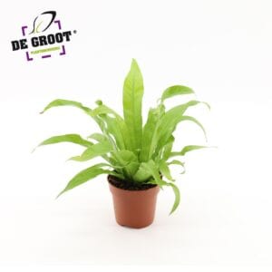 Asplenium antiquum Asplenium Antiquum
(10 Plants/Order)(12cmP 25cmH)