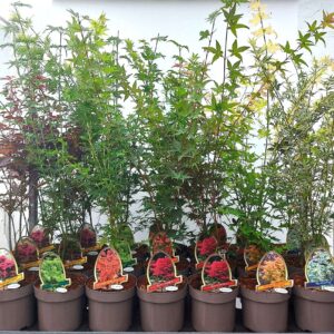 Acer palmatum Acer palmatum 20cm
(7 Plants/Order)(20cmP 70cmH)