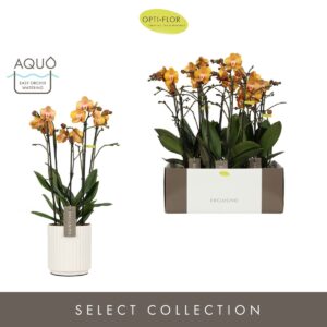 Phalaenopsis Las Vegas Exclusivo Las Vegas Gold >4 spike in Molise White Aquo
(3 Plants/Order)(15cmP 45cmH)