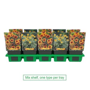 Heliopsis Heliopsis mix laag P11
(10 Plants/Order)(11cmP 25cmH)