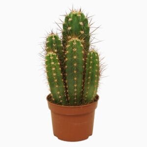 Neoraimondia herzogiana Neocardenasia 10,5 cm
(10 Plants/Order)(10.5cmP 15cmH)
