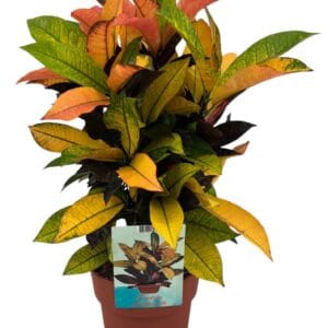 Codiaeum Mrs Iceton Codiaeum Variegatum Mrs. Iceton (Peat free / Veenvrij)
(1 Plants/Order)(19cmP 60cmH)