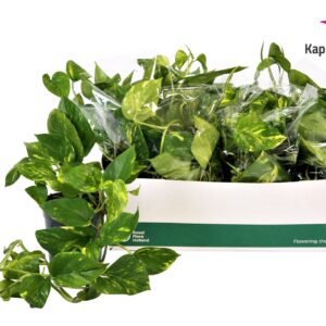 Epipremnum pinnatum Aureum Scindapsus (Epipremnum) Aureum GEEN HANGPOT 15cm
(8 Plants/Order)(15cmP 40cmH)