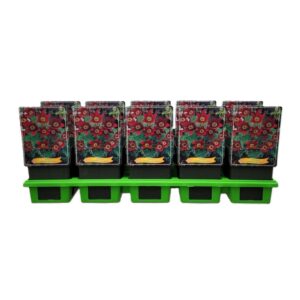 Pulsatilla vulgaris Rubra Pulsatilla vulgaris 'Rubra' P11
(10 Plants/Order)(11cmP 25cmH)