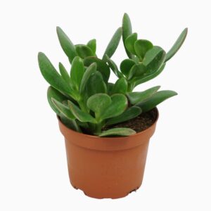 Crassula ovata Crassula portulaca 10,5 cm
(10 Plants/Order)(10.5cmP 20cmH)