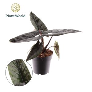 Alocasia scalprum Alocasia Scalprum
(6 Plants/Order)(14cmP 30cmH)