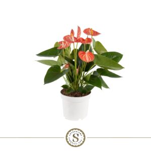 Anthurium (Andreanum Grp) Livium OR Anthurium Livium Orange 12cm
(12 Plants/Order)(12cmP 40cmH)