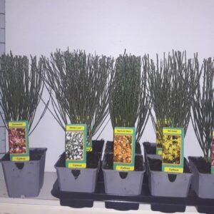Cytisus deen Cytisus mix tray
(8 Plants/Order)(13cmP 45cmH)