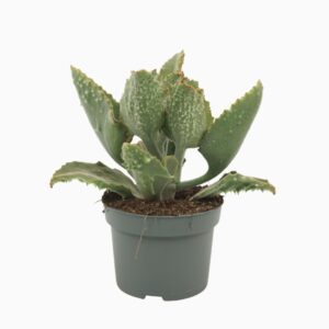 Kalanchoe beharensis Kalanchoë beharensis 13 cm met hoes
(6 Plants/Order)(13cmP 20cmH)