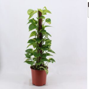 Epipremnum pinnatum mossto epipremnum kratiste klimstok 80 cm
(1 Plants/Order)(19cmP 80cmH)