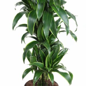 Dracaena Art Dracaena Arturo busch P27
(1 Plants/Order)(27cmP 120cmH)