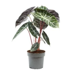 Alocasia Alocasia Pink Dragon 17cm
(6 Plants/Order)(17cmP 65cmH)