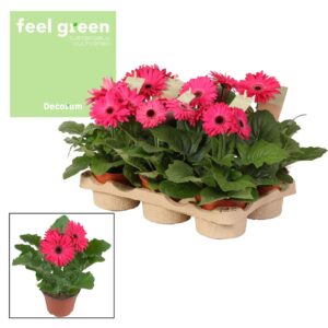 Gerbera Flori Line purple Gerbera purple tinten 2+ bl. Feel Green, nature Decorum
(6 Plants/Order)(12cmP 20cmH)