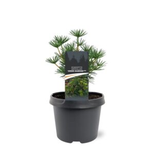 Sciadopitys verticillata Sciadopitys verticillata 'Green Diamond' (pbr)
(1 Plants/Order)(19cmP 30cmH)