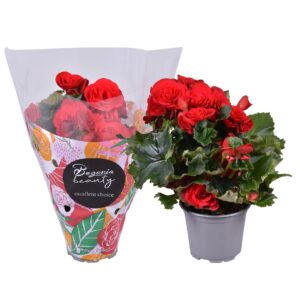 Begonia Baladin Begonia red standaard hoes
(11 Plants/Order)(9cmP 28cmH)