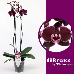 Phalaenopsis Elegant Debora Debora 2-tak 60cm (GROEN)
(12 Plants/Order)(12cmP 60cmH)
