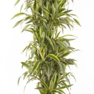 Dracaena Lemon Lime Dracaena Lemon Lime busch P34
(1 Plants/Order)(34cmP 170cmH)