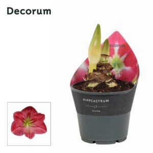 Hippeastrum Amaryllis Sweet Pink 2 bud Extra OP
(7 Plants/Order)(14cmP 25cmH)