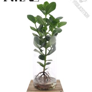 Clusia rosea Princess Clusia in Cylinder Glas XXL - levertijd: 24 uur
(2 Plants/Order)(17cmP 55cmH)