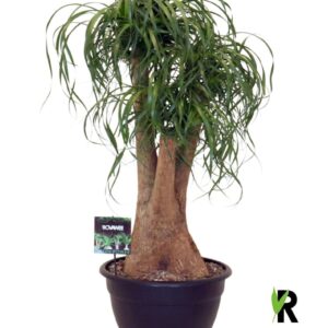 Nolina recurvata Beaucarnea rec. busch
(1 Plants/Order)(40cmP 100cmH)