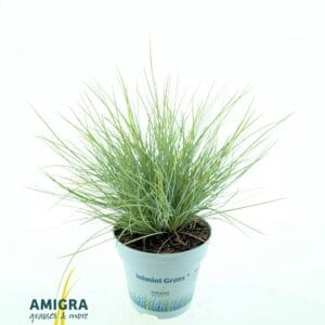 Festuca Golden Toupee Festuca glauca AmiGold®
(15 Plants/Order)(10.5cmP 25cmH)