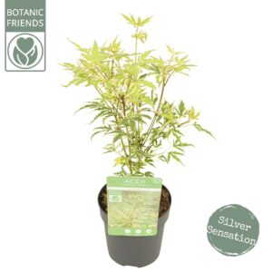 Acer palmatum Butterfly Acer palm. 'Butterfly'
(12 Plants/Order)(10cmP 40cmH)