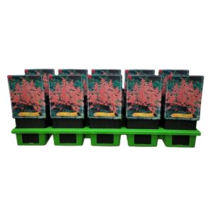 Astilbe Bressingham Be Astilbe 'Bressingham Beauty' P11
(10 Plants/Order)(11cmP 25cmH)