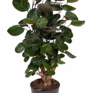 Polyscias Fabian Polyscias Fabian busch P19
(1 Plants/Order)(19cmP 70cmH)