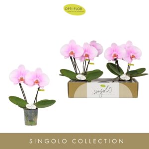 Phalaenopsis other pink (enkele ta Singolo & Co Mino
(4 Plants/Order)(9cmP 40cmH)
