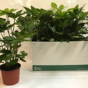 Fatsia Fatsia zonder plastic
(6 Plants/Order)(17cmP 58cmH)