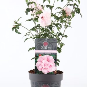 Hibiscus syriacus Hibiscus syr. 'Pink Chiffon'® P19/C3
(1 Plants/Order)(19cmP 55cmH)